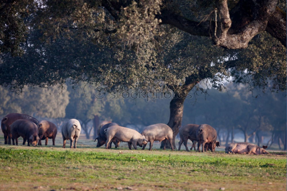 Similar – Flock of sheep at sunset