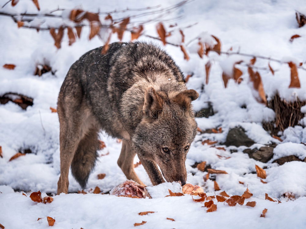 Wolf running on snow Snow