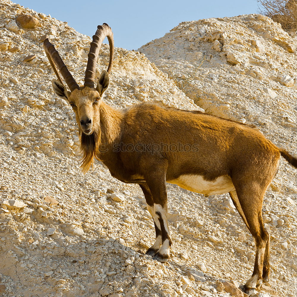 Similar – Foto Bild Gebirgstauglich Mufflon