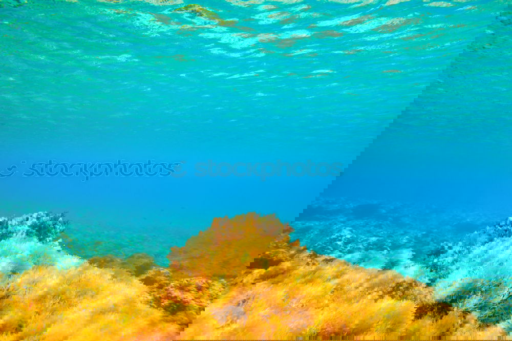 Similar – Foto Bild blubb…blubb…blubb