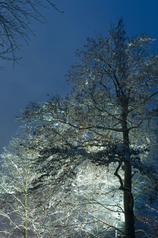 Similar – Image, Stock Photo lampions Tree Lampion