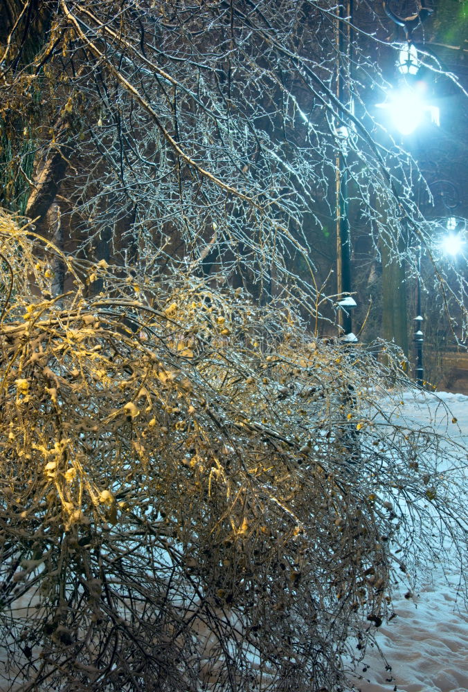 Similar – Foto Bild zauberwald Nachtleben