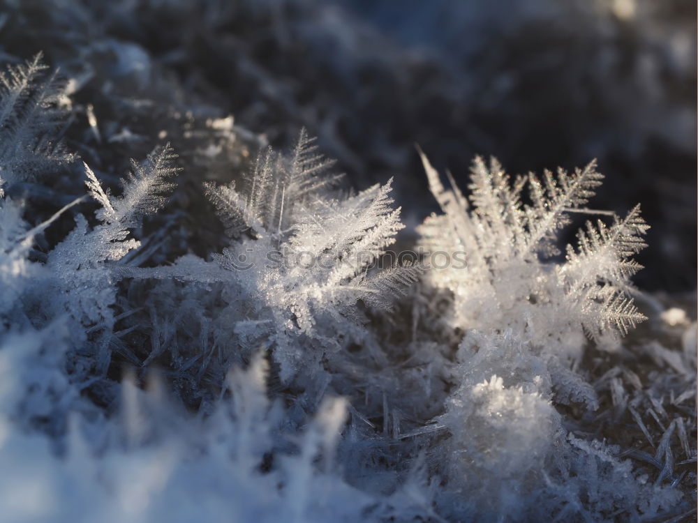 Similar – Frost. Winter Snow Ice