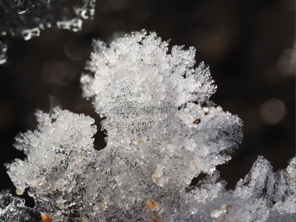 Similar – green leaf with ice crystals iegt in frozen grass