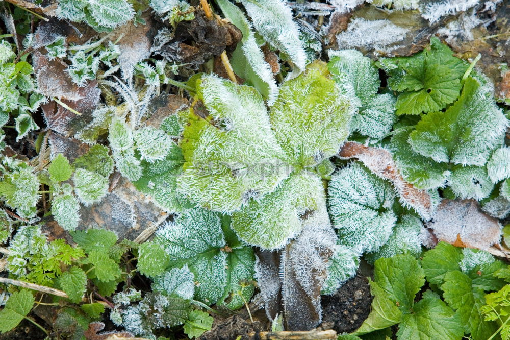 Similar – Image, Stock Photo Purple lime leaf on mossed lawn with hoarfrost