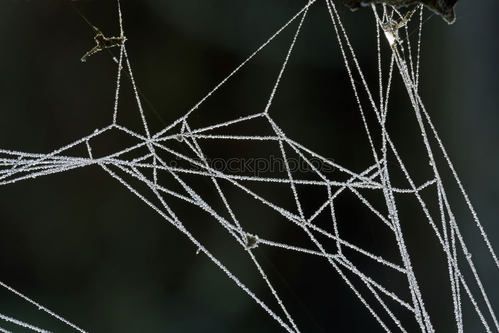 Similar – Cobweb on barbed wire