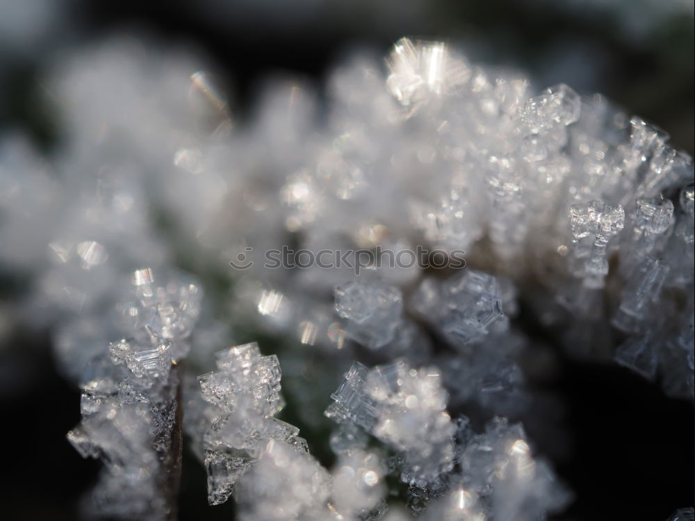 Similar – Close-up of ice crystals on nettle leaves