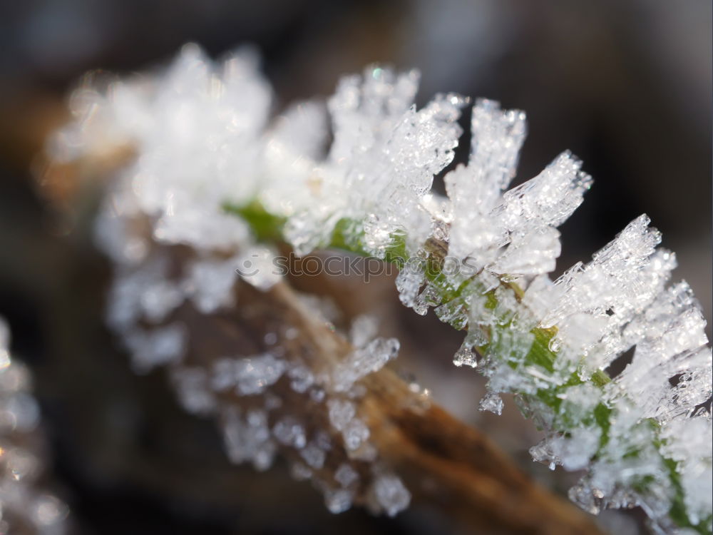 Similar – green leaf with ice crystals iegt in frozen grass