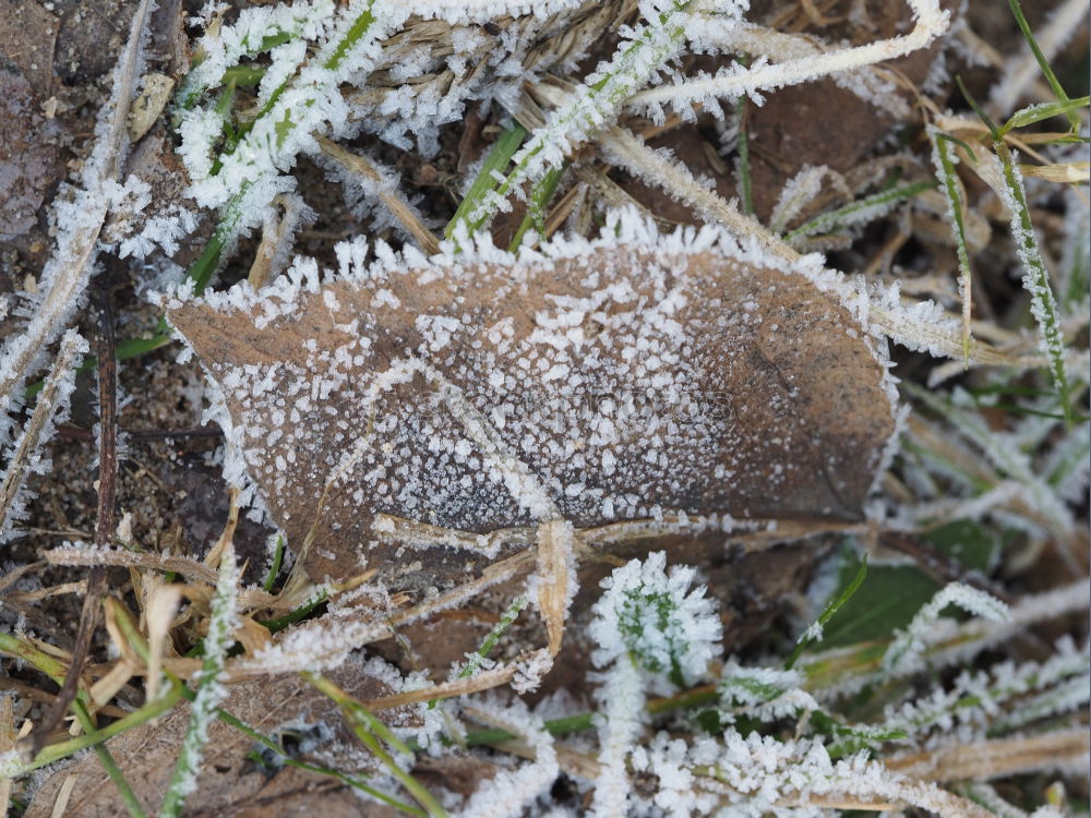 Similar – green leaf with ice crystals iegt in frozen grass