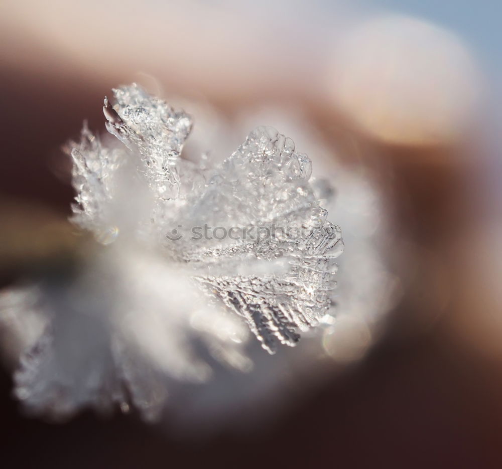 Similar – ice hedgehog Winter Ice