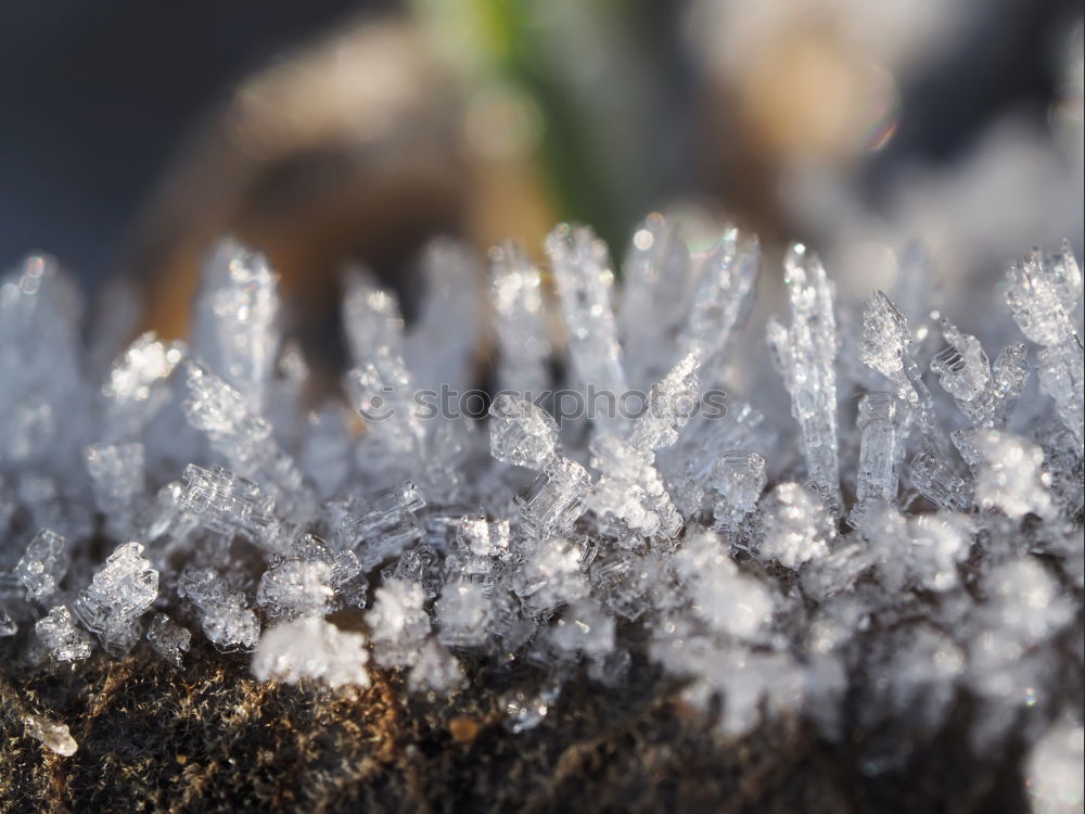 Similar – green leaf with ice crystals iegt in frozen grass