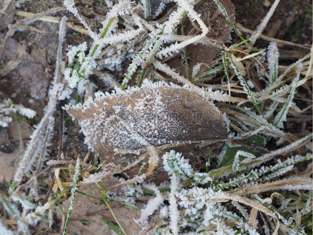 Similar – green leaf with ice crystals iegt in frozen grass