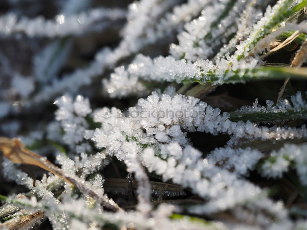 Similar – Close-up of ice crystals on nettle leaves