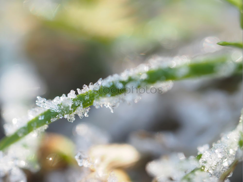 Similar – green leaf with ice crystals iegt in frozen grass