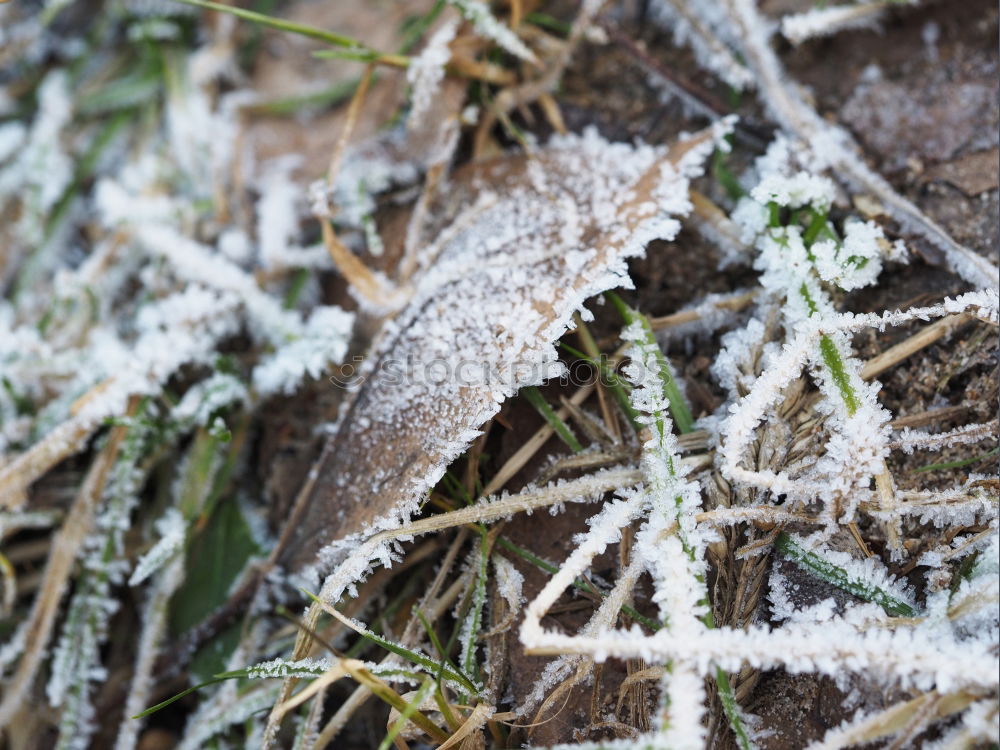 Similar – Frosty nose Cold Frozen