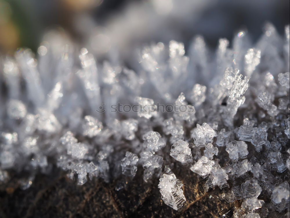 Similar – Close-up of a dandelion with many dew drops