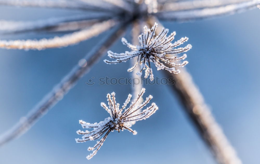 Image, Stock Photo icily Nature Plant Winter