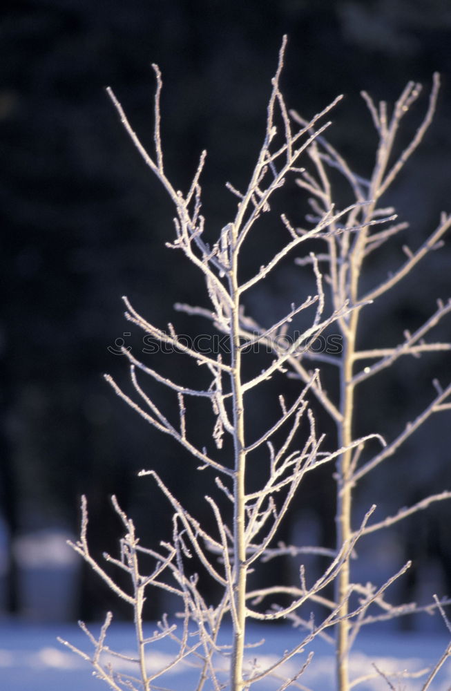 Similar – Foto Bild zauberwald Nachtleben