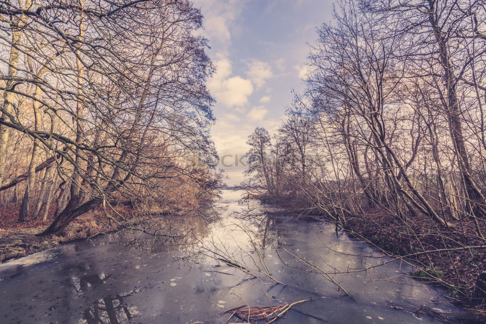 Similar – Image, Stock Photo Winter Forest I