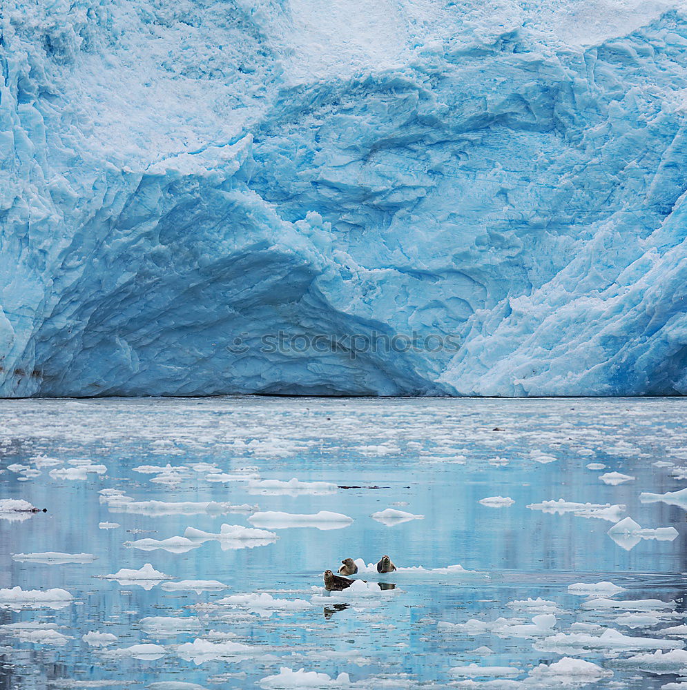 Similar – Penguin on background of sea