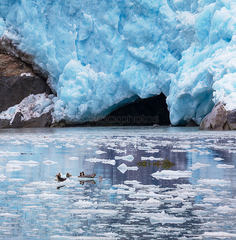 Similar – Whale swimming icy ocean