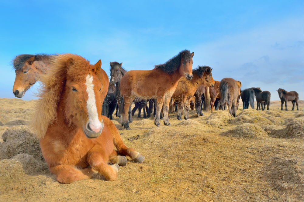 Similar – Image, Stock Photo Wind in the manes