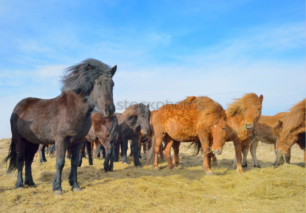 Similar – Image, Stock Photo Wind in the manes