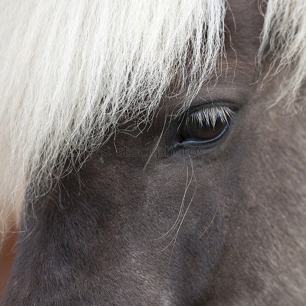 Similar – Image, Stock Photo humans in animals Horse