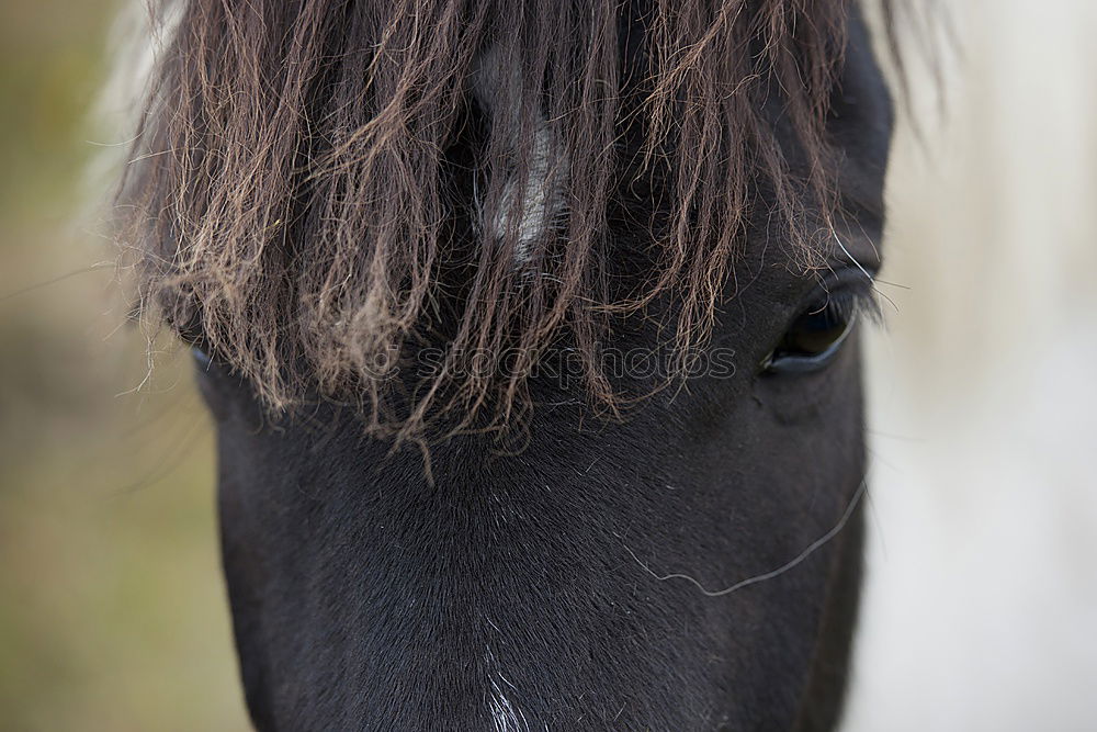 Similar – Horse in Karlshorst Erde