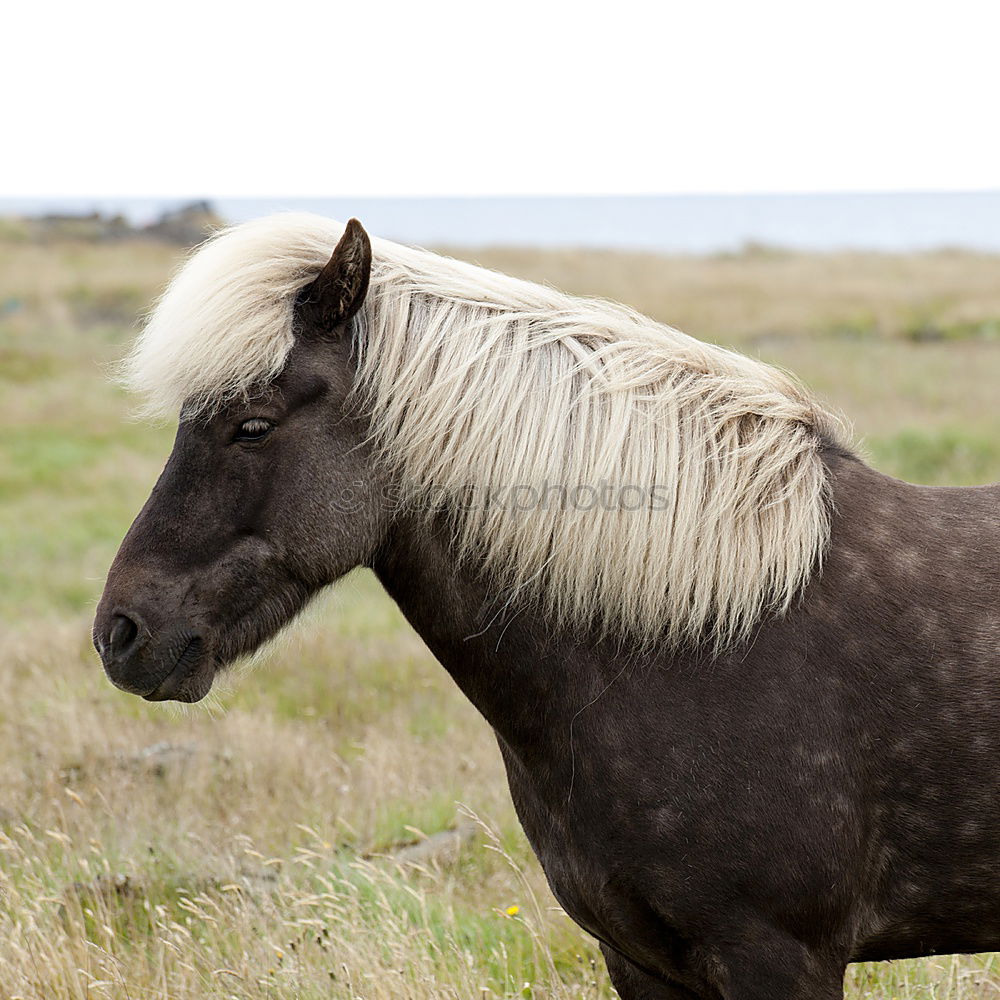 Similar – Image, Stock Photo Portrait of a black and white Icelandic horse