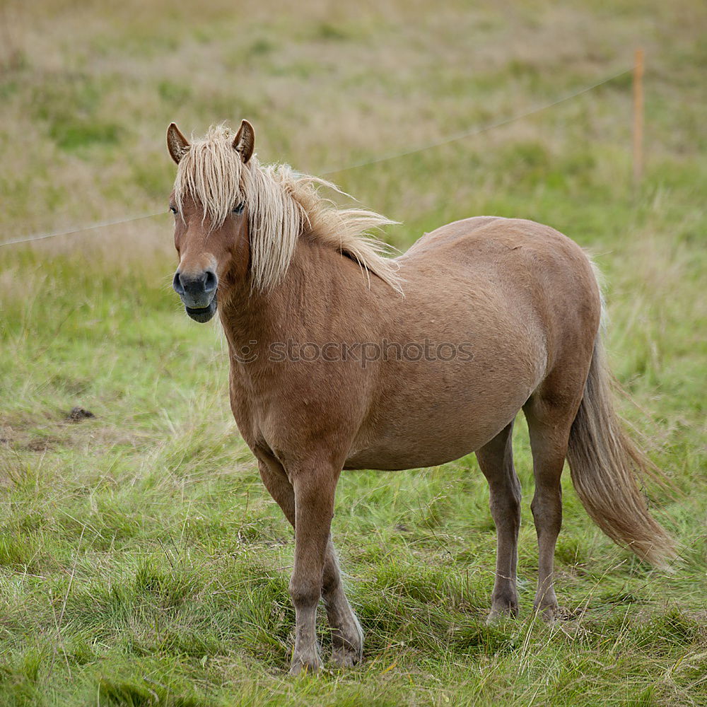 Similar – von hinten geknipst Pferd