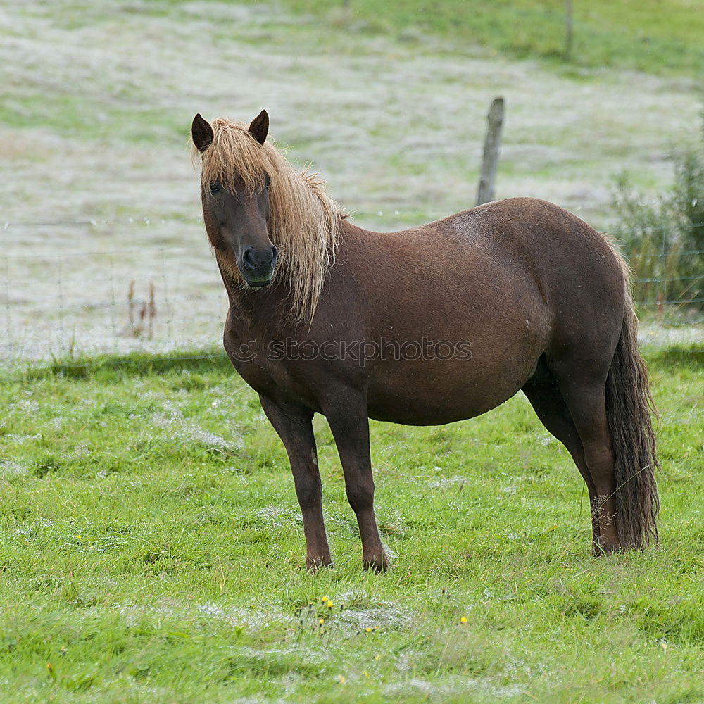 Similar – von hinten geknipst Pferd