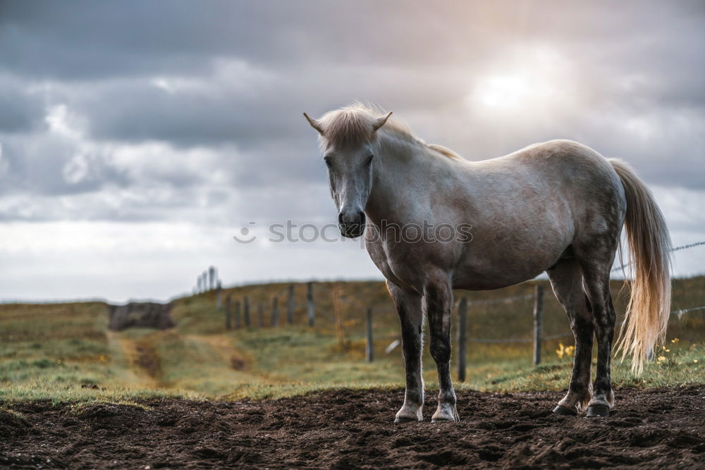 Similar – Image, Stock Photo Wind in the manes