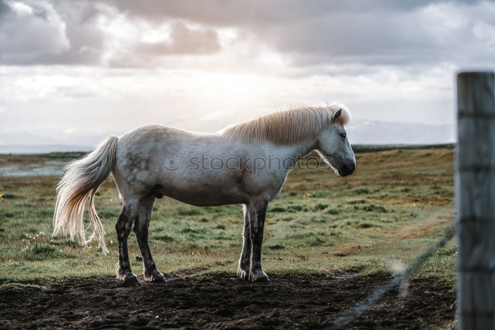 Similar – Image, Stock Photo Locke. Leisure and hobbies