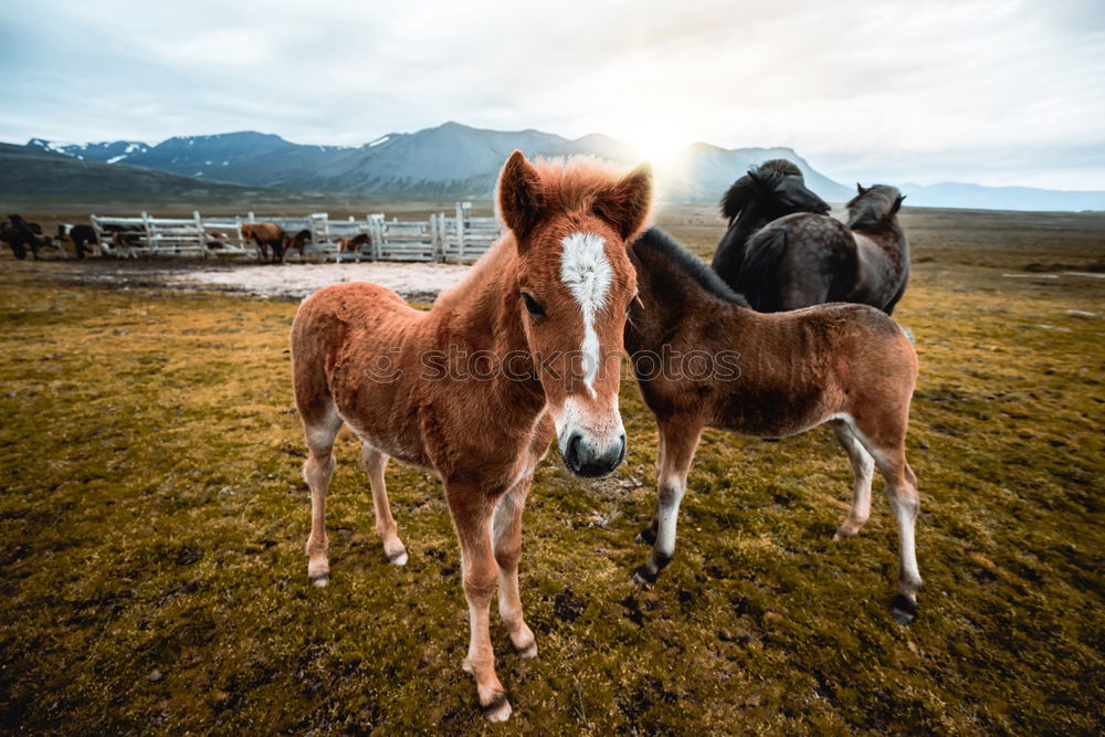 Similar – Image, Stock Photo Horse by Song Kul lake