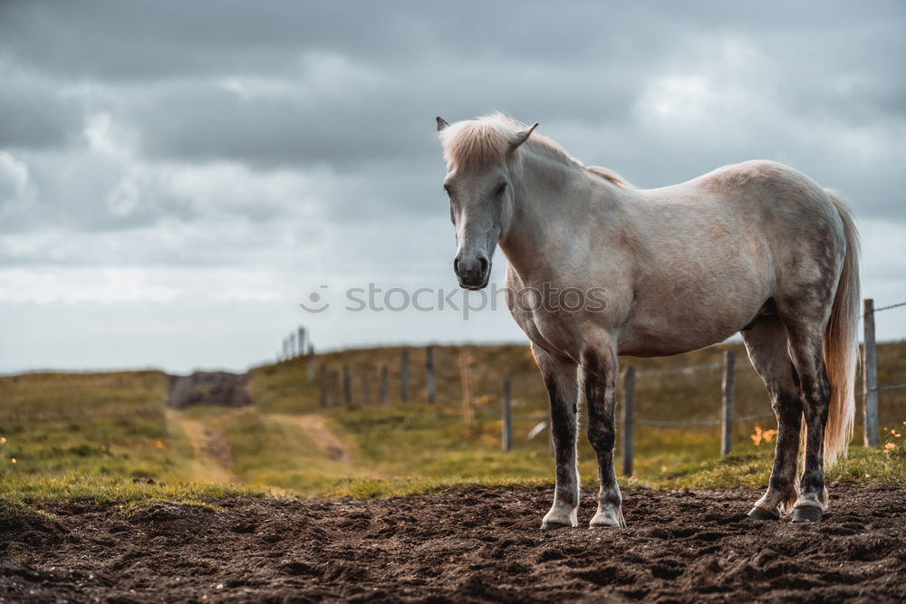 Similar – Image, Stock Photo Horse close-up on a field in cloudy weather