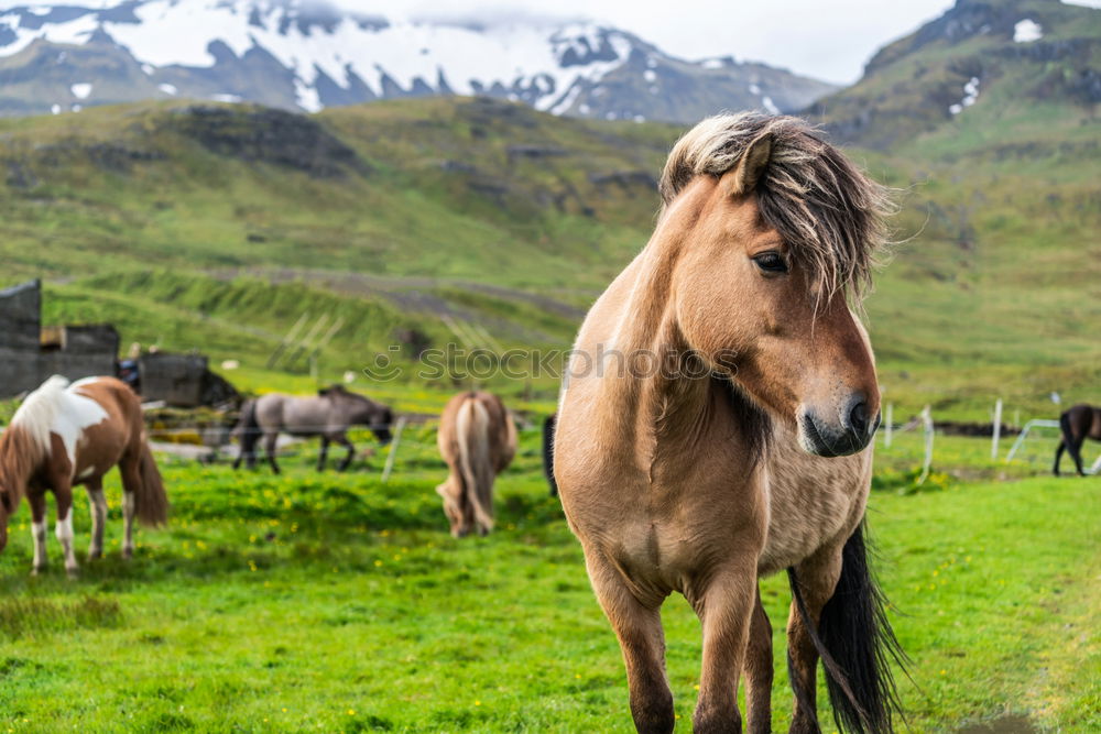 Similar – Image, Stock Photo View over valley from the horse back, Kyrgyzstan