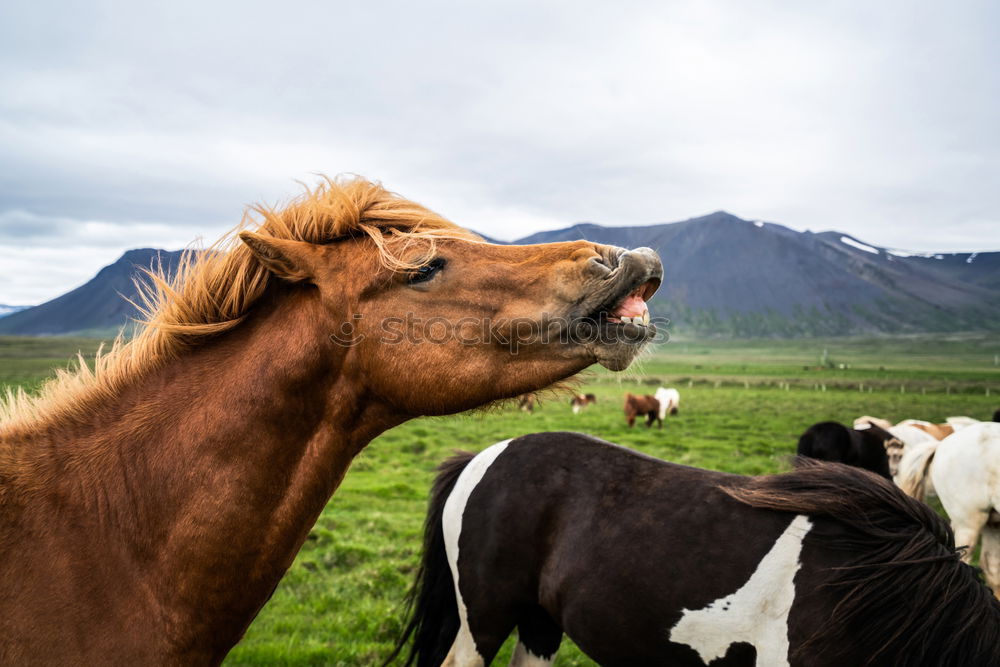 Similar – Friendly horse Animal