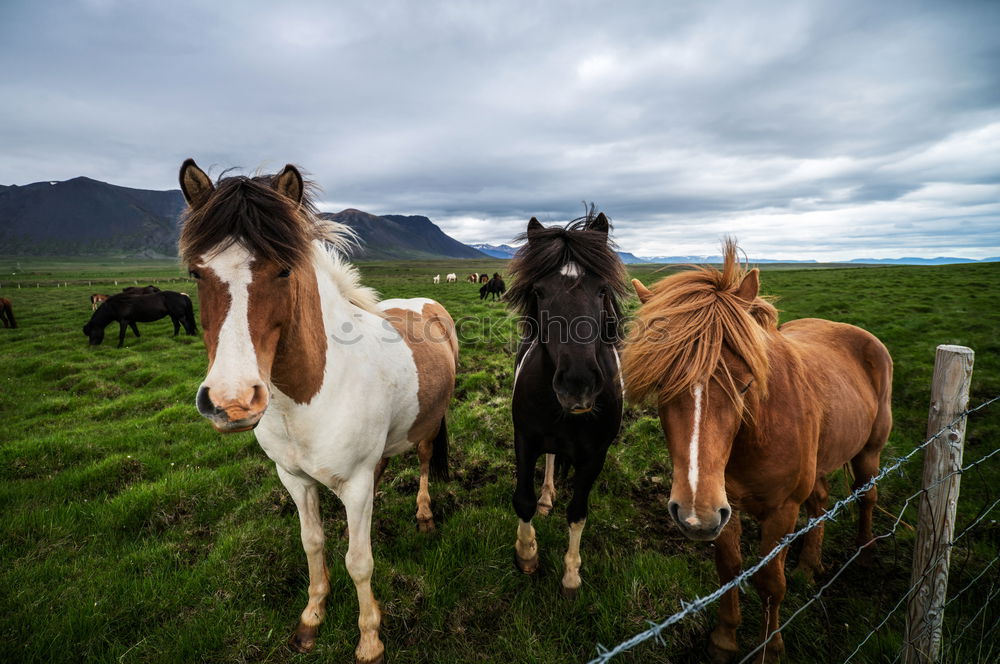 Similar – Image, Stock Photo Wind in the manes