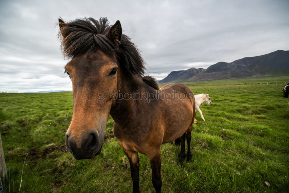 Similar – Landscape of horse on the grasslands