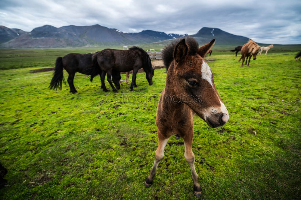 Similar – Image, Stock Photo Wind in the manes