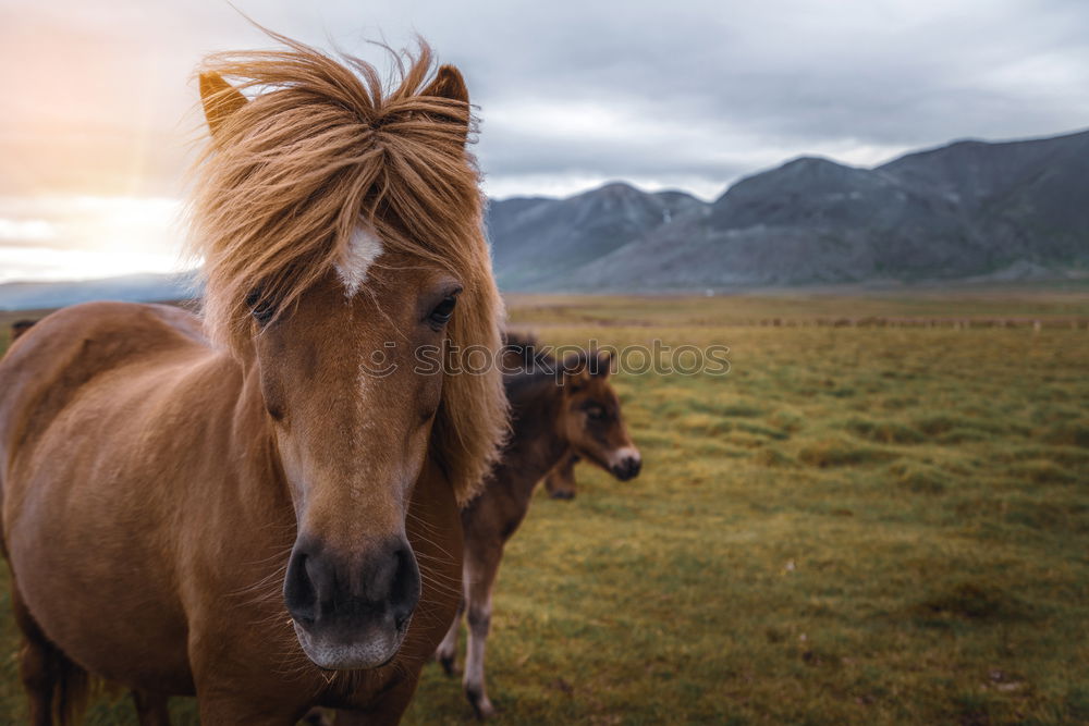 Similar – Image, Stock Photo The Icelander