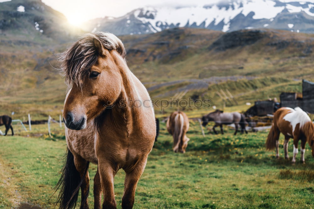 Similar – Pitztal horses