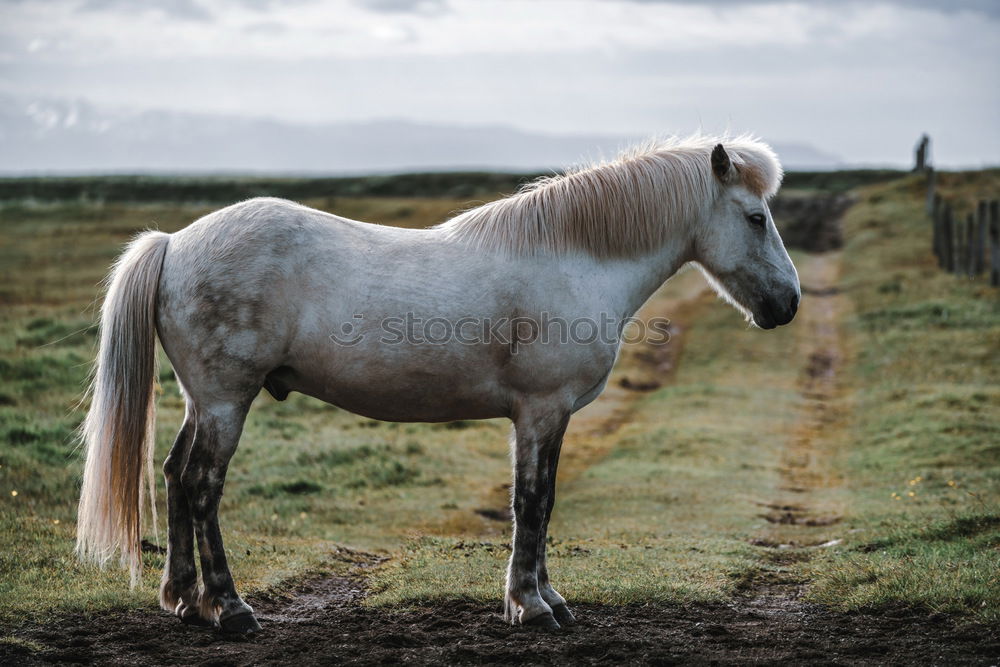 Similar – Image, Stock Photo Recently in the Ghost Forest