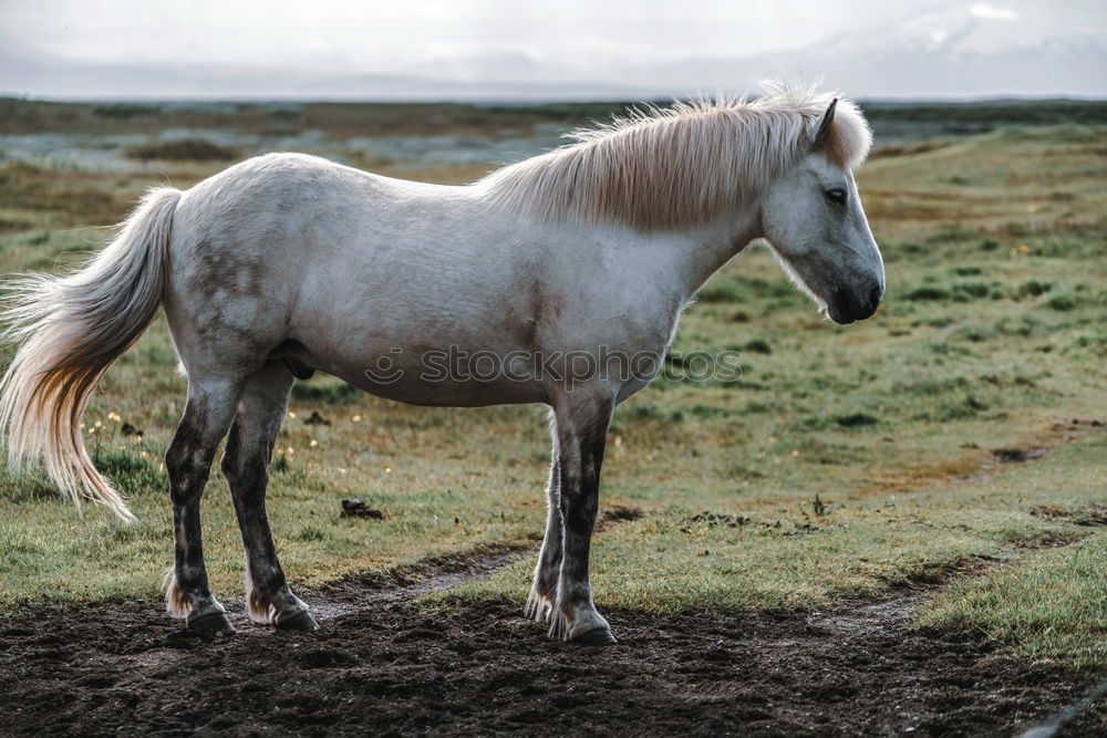 Similar – Image, Stock Photo island horse Nature