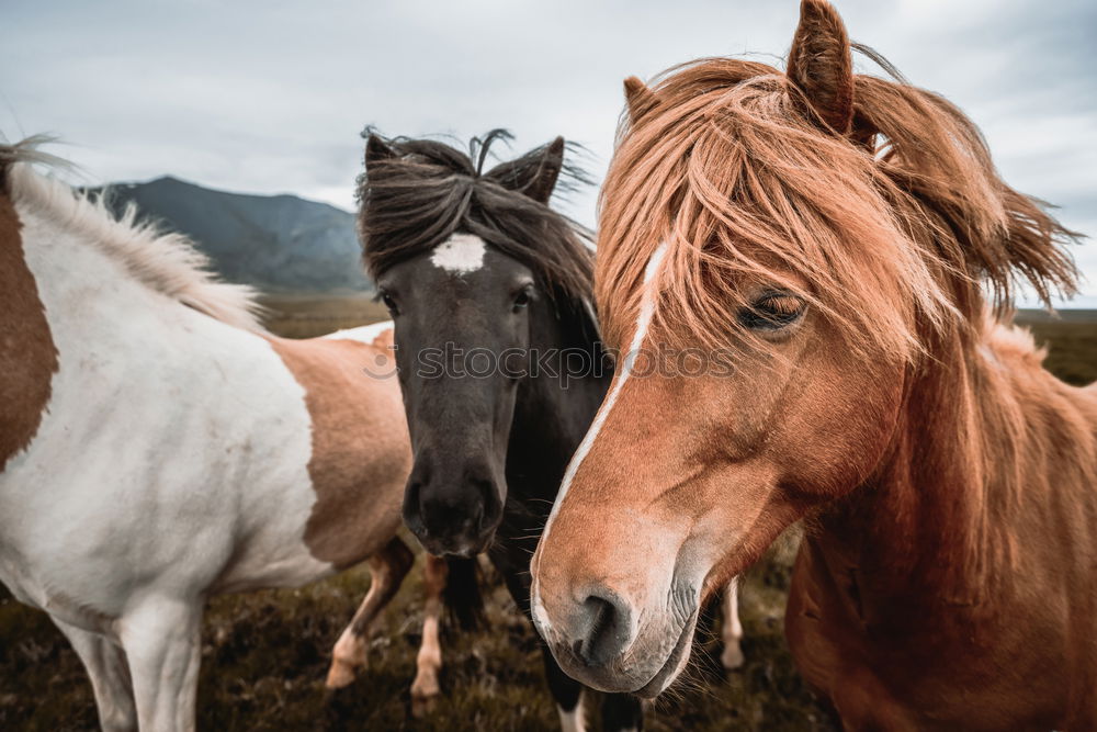 Similar – Image, Stock Photo Icelanders