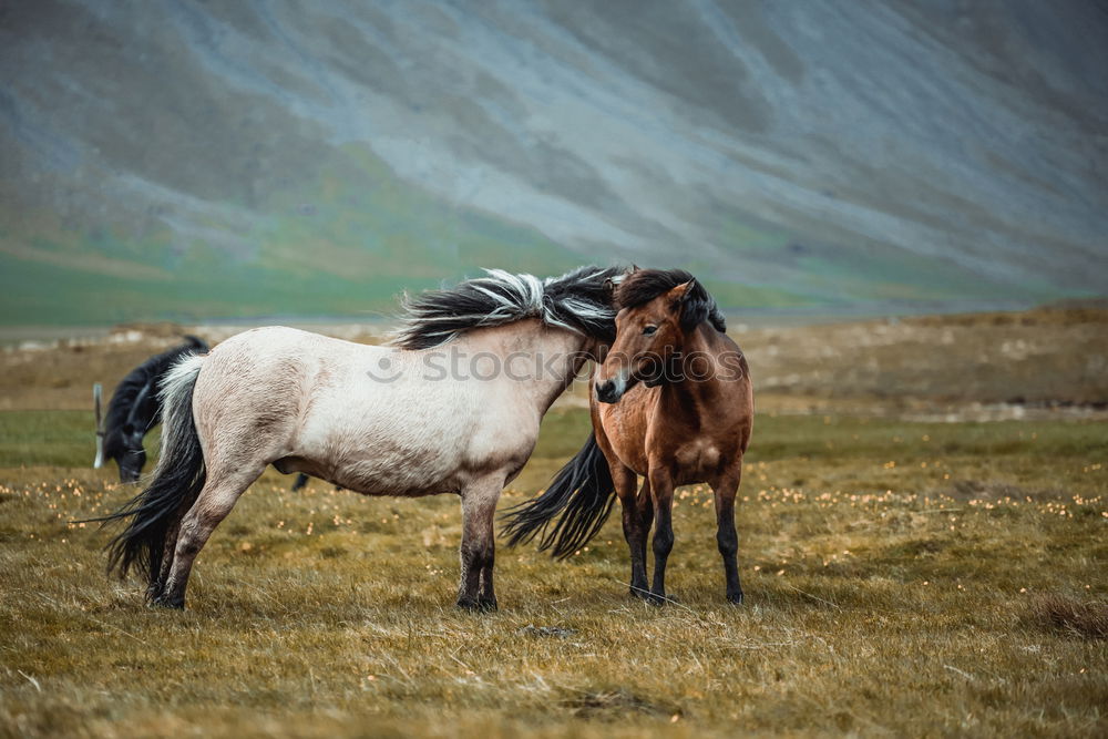 Similar – Image, Stock Photo Horse by Song Kul lake