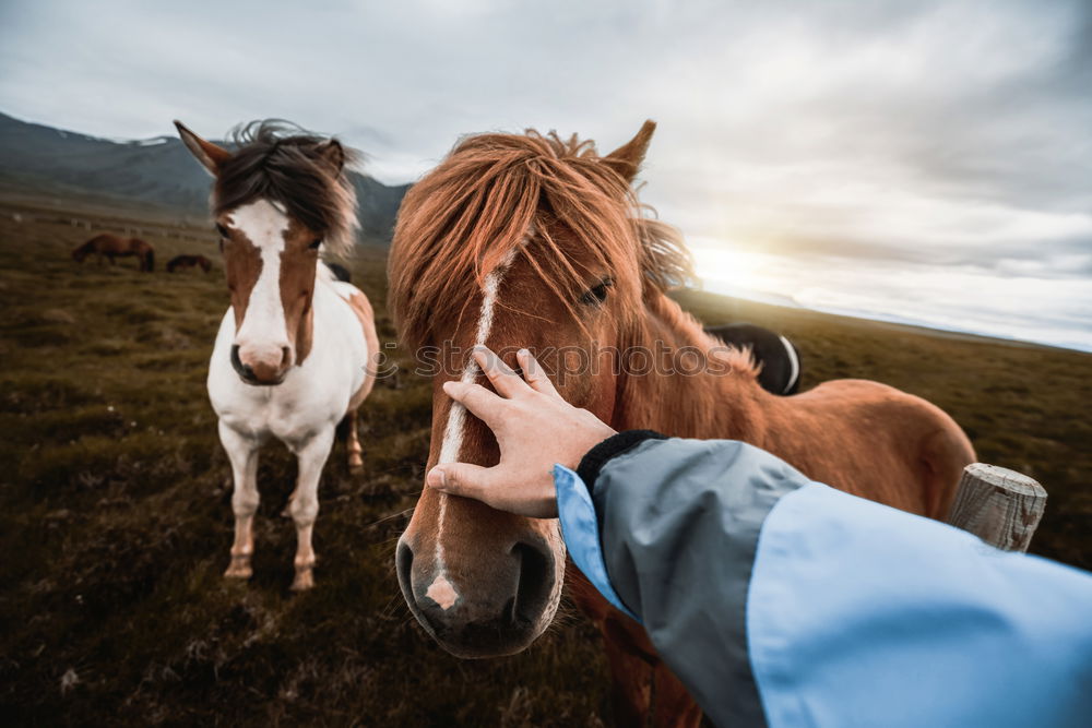 Similar – Image, Stock Photo Stroking a cow in the Allgäu