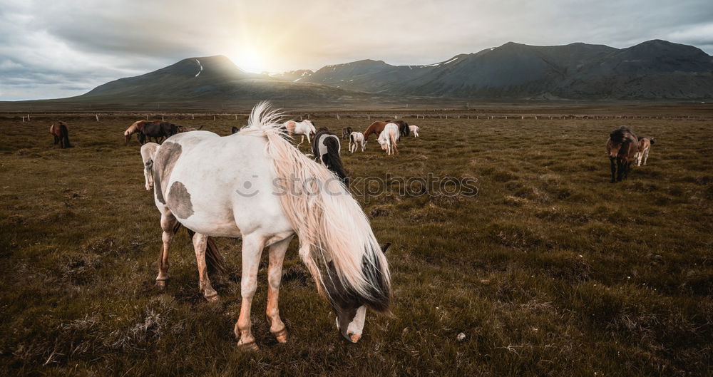 Similar – Image, Stock Photo End time mood in the Dolomites