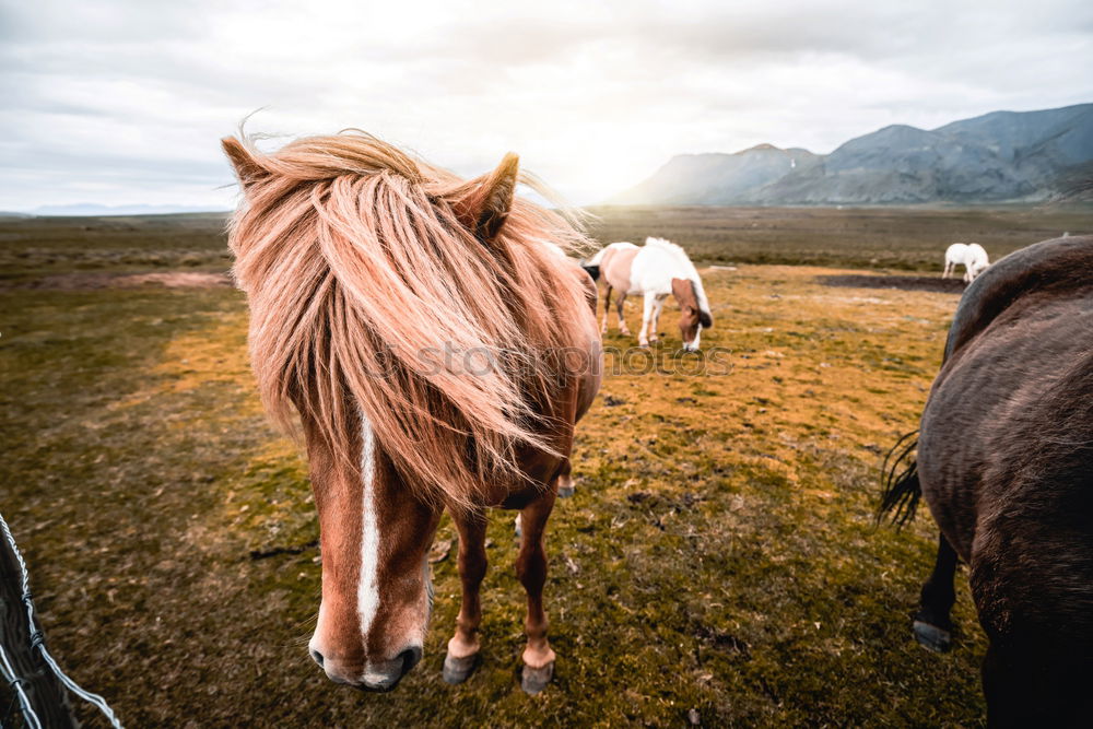 Similar – Image, Stock Photo Stroking a cow in the Allgäu